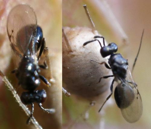 Asaphes vulgaris